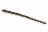 Fossil Mosasaur (Platecarpus) Vertebra String - South Dakota #322098-4